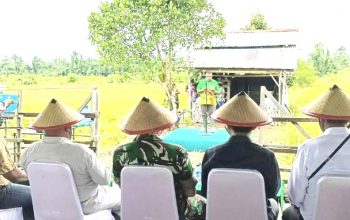 “Panen padi bersama petani dan pejabat daerah di Kampung Waraitama, Teluk Bintuni”